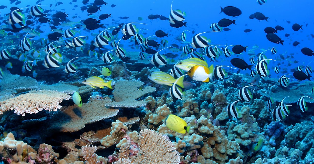 karimun jawa